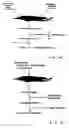 Fig. 11 - Composition and method for the therapeutic modulation of matrix metalloproteinase