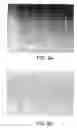 Fig. 17 - Systems and methods for producing single-walled carbon nanotubes (SWNTs) on a substrate