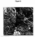 Fig. 16 - Electrically conductive film, actuator element and method for producing the same
