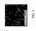 Fig. 06 - Nanoporous fiber with unconnected pores for improved adsorptivity