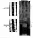 Fig. 01 - Photoreceptors