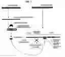 Fig. 02 - Bioinformatically detectable group of novel viral regulatory genes and uses thereof