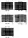 Fig. 07 - Methods for identifying functionally related genes and drug targets