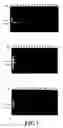 Fig. 02 - Primers useful in polymerase chain reaction for the identification of subtypes C1, C2 and C3 of staphylococcal enterotoxin type C