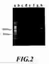 Fig. 03 - Primers useful in polymerase chain reaction for the identification of subtypes C1, C2 and C3 of staphylococcal enterotoxin type C