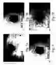 Fig. 08 - Short peptides from the ‘2loop’ of 7 transmembrane receptor which selectively modulate signal transduction