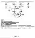 Fig. 03 - Detection and measurement of hematological parameters characterizing cellular blood components