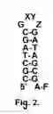 Fig. 03 - Method for the discovery of high-affinity, high specificity oligonucleotide and derivatized oligonucleotide sequences for target recognition