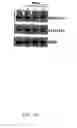 Fig. 15 - Agglomeration protein cascades, compositions and methods regarding the same