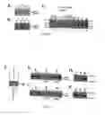 Fig. 23 - Agglomeration protein cascades, compositions and methods regarding the same
