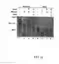 Fig. 29 - Agglomeration protein cascades, compositions and methods regarding the same