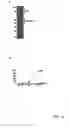 Fig. 47 - Agglomeration protein cascades, compositions and methods regarding the same