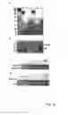 Fig. 48 - Agglomeration protein cascades, compositions and methods regarding the same