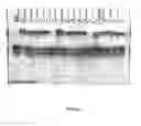 Fig. 67 - Agglomeration protein cascades, compositions and methods regarding the same