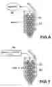 Fig. 07 - Packed bed for nucleic acid capture and amplification