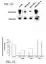 Fig. 14 - Methods and sequences to suppress primate huntington gene expression
