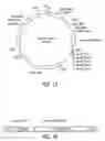 Fig. 19 - Methods and sequences to suppress primate huntington gene expression
