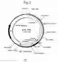 Fig. 03 - High-throughput screening of expressed DNA libraries in filamentous fungi