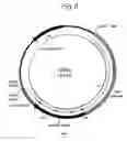 Fig. 07 - High-throughput screening of expressed DNA libraries in filamentous fungi