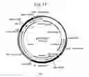 Fig. 12 - High-throughput screening of expressed DNA libraries in filamentous fungi