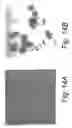 Fig. 15 - High-throughput screening of expressed DNA libraries in filamentous fungi