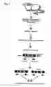 Fig. 03 - Method for isolating intracellular antibodies able to neutralize protein interactions