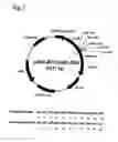 Fig. 09 - Method for isolating intracellular antibodies able to neutralize protein interactions