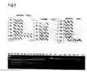 Fig. 11 - Method for isolating intracellular antibodies able to neutralize protein interactions