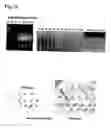Fig. 15 - Method for isolating intracellular antibodies able to neutralize protein interactions