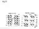 Fig. 18 - Method for isolating intracellular antibodies able to neutralize protein interactions