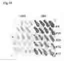 Fig. 19 - Method for isolating intracellular antibodies able to neutralize protein interactions