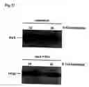 Fig. 22 - Method for isolating intracellular antibodies able to neutralize protein interactions