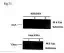 Fig. 23 - Method for isolating intracellular antibodies able to neutralize protein interactions