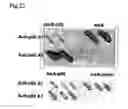 Fig. 24 - Method for isolating intracellular antibodies able to neutralize protein interactions
