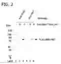 Fig. 03 - Processes for purification of recombinant proteins
