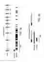 Fig. 04 - ANGE gene in atopy