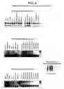Fig. 11 - ANGE gene in atopy