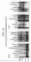 Fig. 296 - ANGE gene in atopy