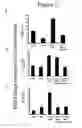 Fig. 03 - Use of IL-17F in diagnosis and therapy of airway inflammation