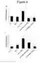 Fig. 08 - Use of IL-17F in diagnosis and therapy of airway inflammation