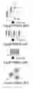 Fig. 06 - Method of arrangement of titanium-binding ferritin and inorganic particles