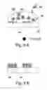 Fig. 11 - Method of arrangement of titanium-binding ferritin and inorganic particles