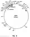 Fig. 07 - Artificial antibody polypeptides