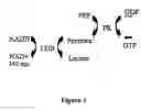 Fig. 02 - High sensitivity assay for detection of nucleoside diphosphate production