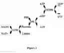 Fig. 03 - High sensitivity assay for detection of nucleoside diphosphate production