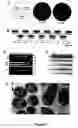 Fig. 03 - Methods and kits for propagating and evolving nucleic acids and proteins
