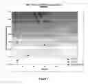 Fig. 02 - Hybrid enzymes