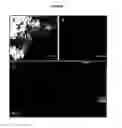 Fig. 08 - Microbial nanowires, related systems and methods of fabrication