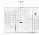 Fig. 05 - Chlorohydrin and hydroxycarboxylic ester asymmetric hydrolase gene