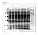 Fig. 11 - High throughput synthesis system and synthesizer for automatically performing the system